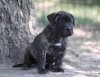 YUKON DE CABEZA GRANDE