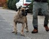 PERROS CANARIO OROS DIERA