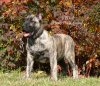 VIDA PERRO PRESA GRAND