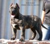 VERDUGO PERRO PRESA GRAND