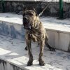 BRUT ARDOR BULL