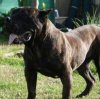 BRONCO DE BARNACAN BULL
