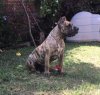 HYENA NUESTRA SANGRE