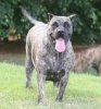 ZAMBRA DE BARNACAN BULL