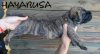 HAYABUSA NUESTRA SANGRE