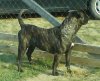 AFRA EL PANNON PERRO DE PRESA