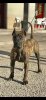BUCOVINA WORKING DOGS ARYA