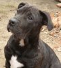 AZIRA EL PANNON PERRO DE PRESA