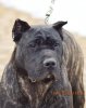 CANDY DE SABURO KENNELS