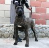 VALKYRIA PERRO PRESA GRAND