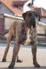ARES