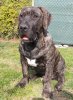 FIGO VALACHIADOG
