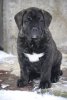 FABI VALACHIADOG