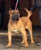 IGOR DOG PUR