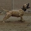 DAWN DE PEYRE KENNELS