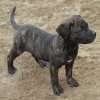 MIURA DE PEYRE KENNELS