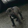 CUFF OMEN'S OMEN JR