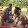 BOSS BULL CANARIO ALONSO