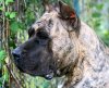 VARGA'S EL GUARDIAN FIEL HAFIA