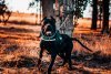 THOR DE PERRO DE PRESA BECERRIL