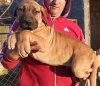 TAYSON EL AUTENTICO CANARIO