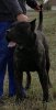 PERROS CANARIOS OROS GRUT