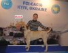 HAVA KUJUMDJIEV