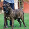 ANUBIS DE CARPATCAN