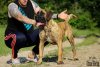 ROYAL MASTIFF'S DIVAJA DESTINY