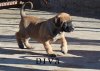 MAD DOG DIVA