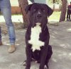 ARES DE KING ZULU