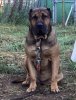 JAGKWI DE KING ZULU