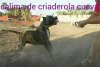 CALIMA DE CRIADEROLA CUEVA