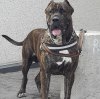 WALLACE DE KING ZULU
