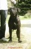 VORTIS (XENA)