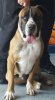MACGREGOR DE KING ZULU