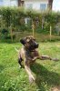 BUMBLEBEE CHISTOSO (XENA)