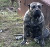 ONLY THE FAMILY KENNELS NUGGET