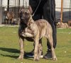 BOSS BULL CANARIO JOYA