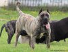 BOSS BULL CANARIO WARIORA