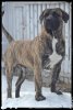 JOCKER BELLA DE PERROS VARNA