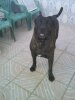 OSO I DE KING ZULU