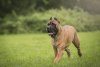 BOSS BULL CANARIO HONEY