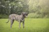 JORDAN BOSS BULL CANARIO