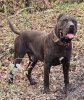TUCO DE PERRO DE PRESA BECERRIL