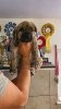 DORA BAD DOGZ CANARIO
