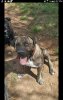 FREYA DE WARRIOR PRESA
