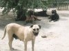 SIRA DE KING ZULU