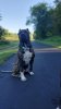 EL JEFE GHOST DE EL MIKE KENNEL
