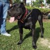 MARGARITA DE PERRO DE PRESA BECERRIL